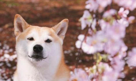 柴犬跟秋田犬的區別