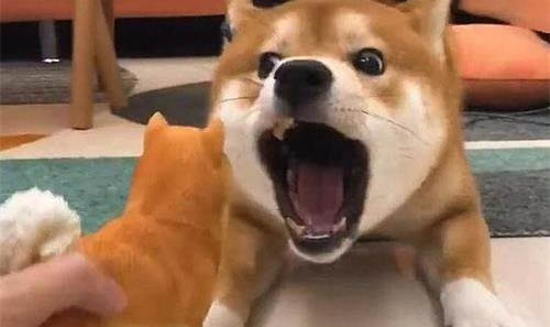 狗狗為什么總蹭沙發呢