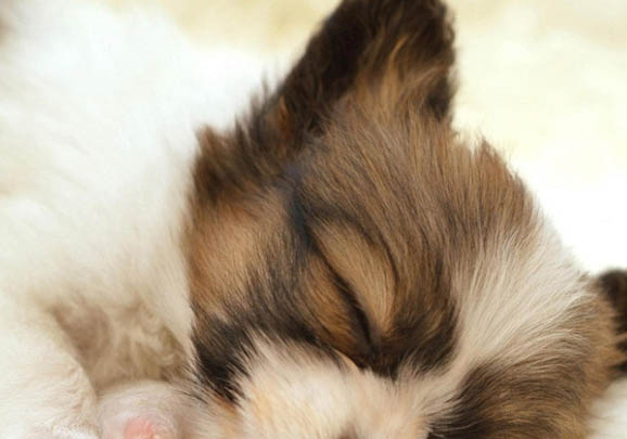 德國牧羊犬哪里有賣