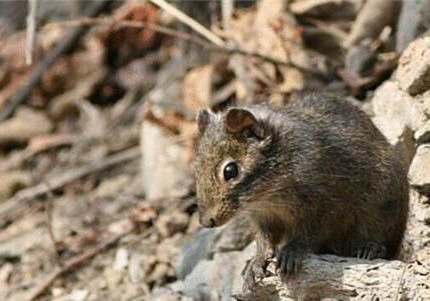 魔王松鼠幼崽飼養方法