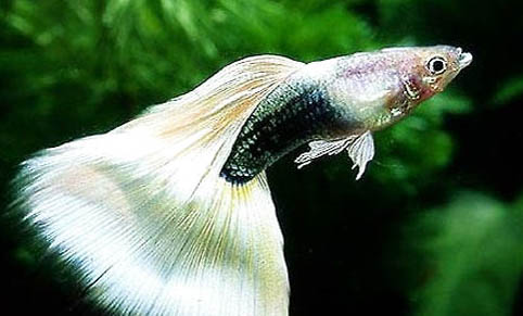 孔雀魚為什么要分開養(yǎng)呢
