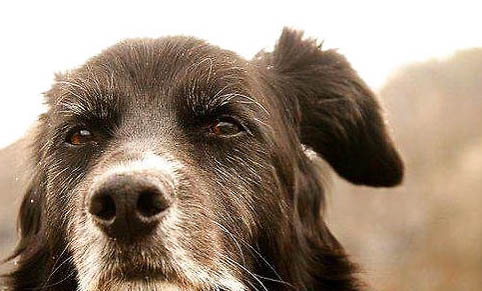 老年犬喂養需要注意什么問題