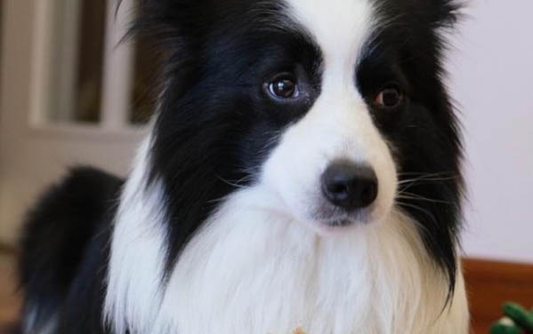 狗狗拉稀能打疫苗嗎?