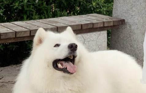 薩摩耶犬抽搐發(fā)抖站立不穩(wěn)