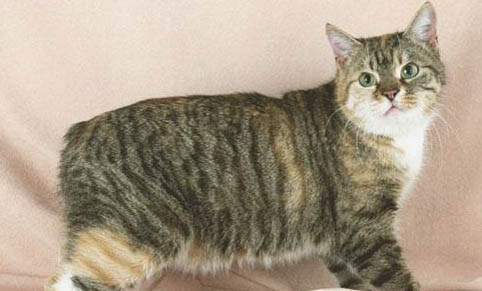 如何刺激馬恩島貓