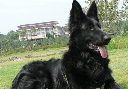 英國古代牧羊犬拉丁名稱