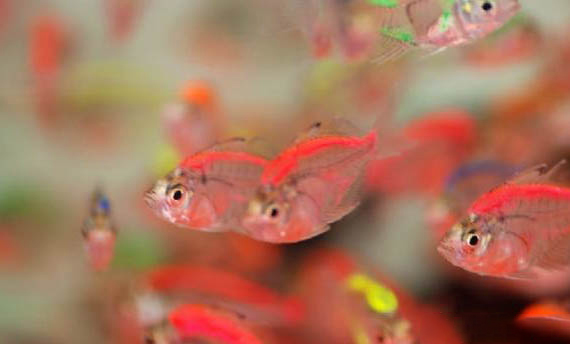 觀賞魚常見寄生蟲病有哪些