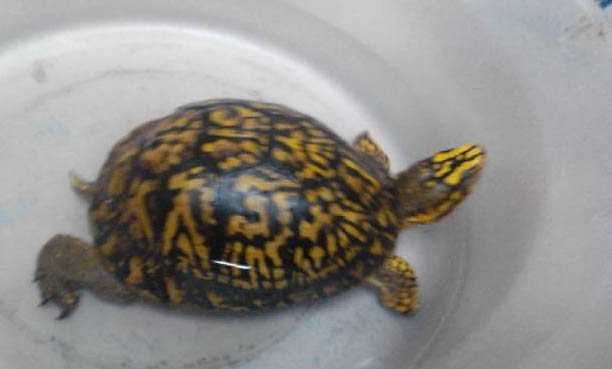 東箱龜不吃東西是怎么回事