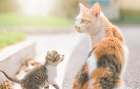 小貓咪發燒是什么癥狀