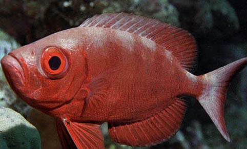 孔雀魚換水要加鹽嗎