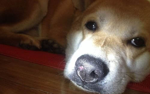 狗狗嘔吐白色泡沫粘液
