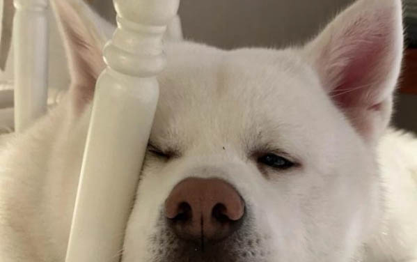 狗狗嘔吐的原因及治療