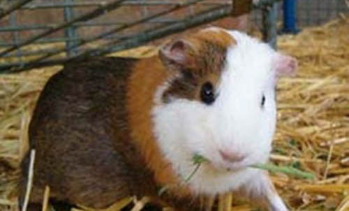 荷蘭豬冬天會不會凍死