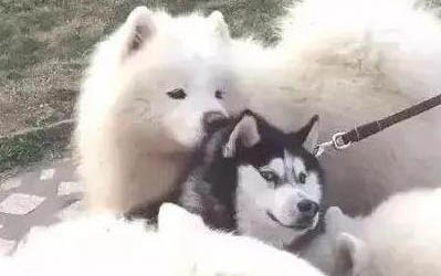 薩摩耶犬的年齡和體重對照表