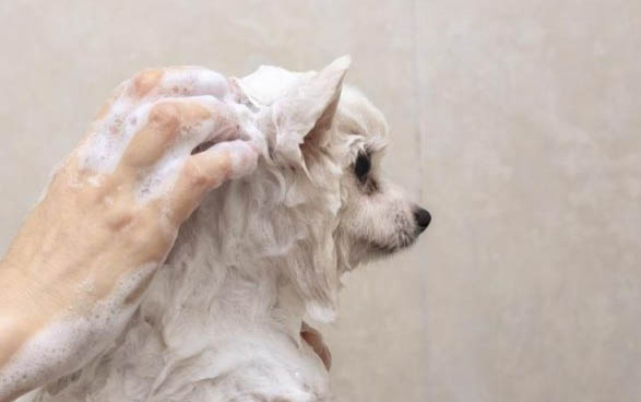 狗狗細小度過危險期表現