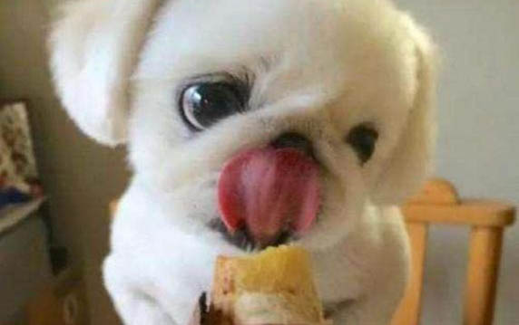 剛出生三十天的小狗感冒了怎么辦？
