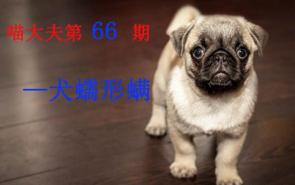 狗狗中暑了有哪些癥狀