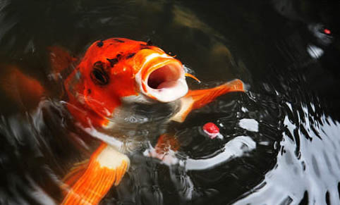 錦鯉和鸚鵡魚能一起養嗎