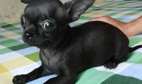 吉娃娃犬口臭怎么辦