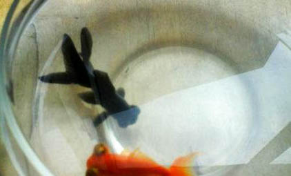 能和金魚混養的小型觀賞魚有哪些