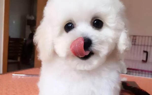 狗狗為什么會有弓形蟲呢