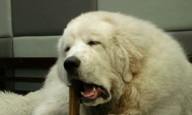 寵物犬類品種大全
