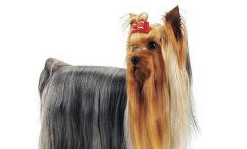 約克夏認(rèn)主人的表現(xiàn)是什么？