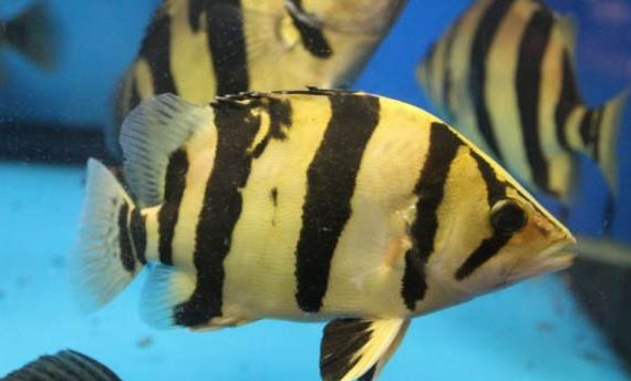 夏天家庭養魚怎么樣避暑啊