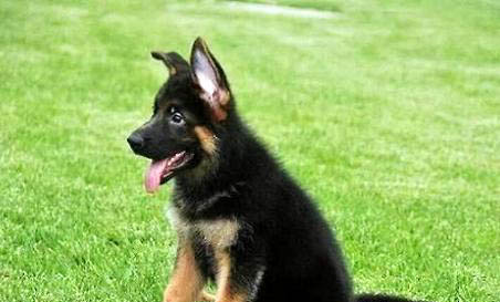 東德犬和西德犬的區別