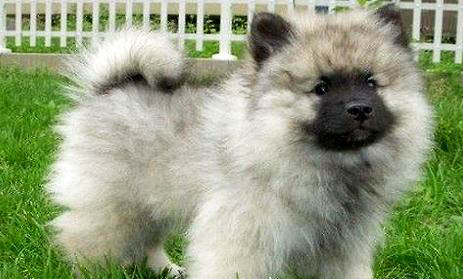荷蘭毛獅犬飼養方法和注意事項