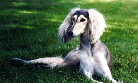 什么獵犬嗅覺追蹤能力最好