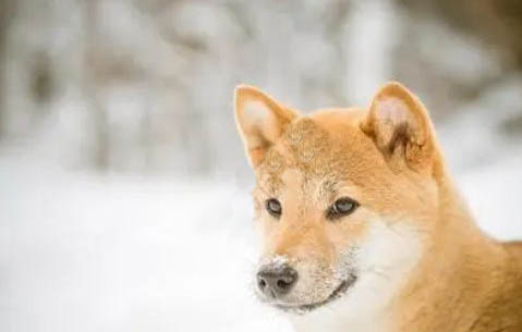 柴犬和哈士奇哪個好養