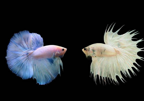 泰國斗魚可以養多久呢