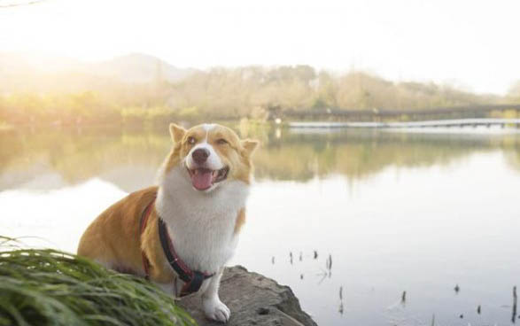 狗狗換毛后為什么不喝水了