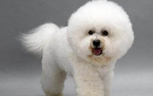 小狗得了犬瘟有救嗎