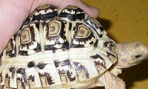 緬甸陸龜多久喂一次