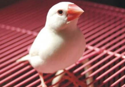 文鳥認主人么？