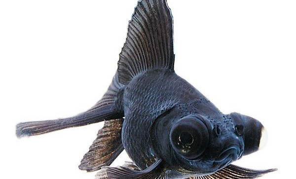 夏天釣魚用什么味型的餌料