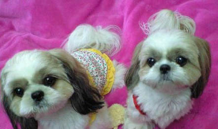 西施犬飼養方法和注意事項