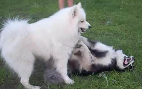 格力犬干咳的原因及處理方法