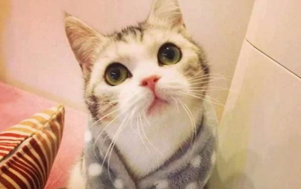 小貓張嘴呼吸是什么原因