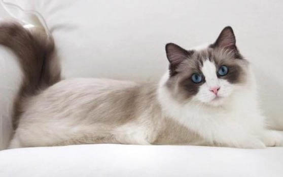 一個(gè)多月的小貓?jiān)趺答B(yǎng)比較好