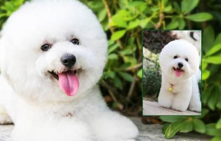 金毛幼犬怎么挑選