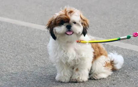 為什么西施犬這么貴?