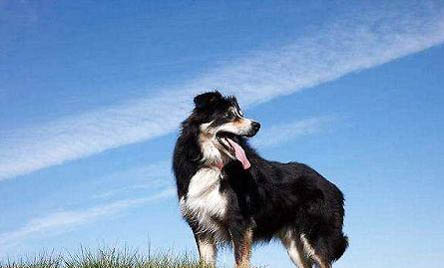 邊境牧羊犬可以吃龍眼嗎