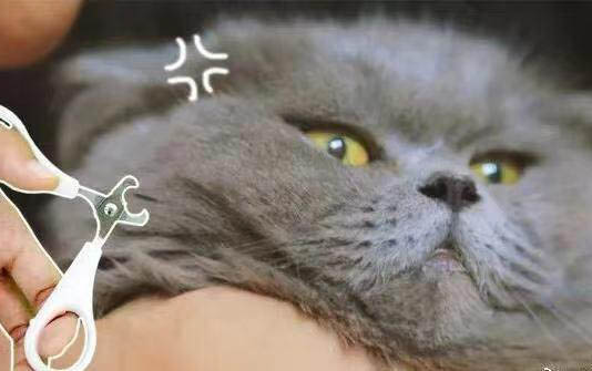 貓咪發情會瘦嗎?