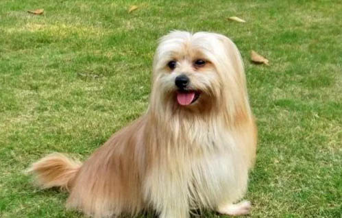 西施犬感冒期間可以體內驅蟲嗎