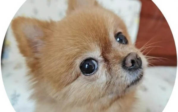小狗像小孩子一樣哼唧
