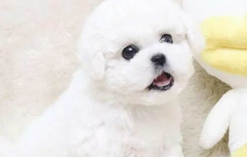 真正聰明的狗狗