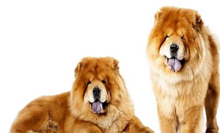 松獅犬太瘦原因及處理方法